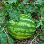 Watermelon Seeds – Citrullus lanatus