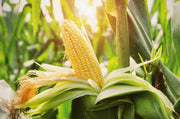Sweet Corn Seeds – Zea mays