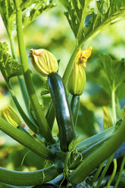 Zucchini Seeds – Cucurbita pepo