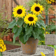 Yellow Orange Sunflower Seeds