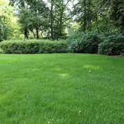 Sun And Heat Resistant Grass Seeds - Flower Plant