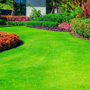 Sun And Heat Resistant Grass Seeds - Flower Plant