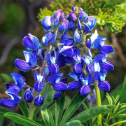 Argenteus Lupine Seeds