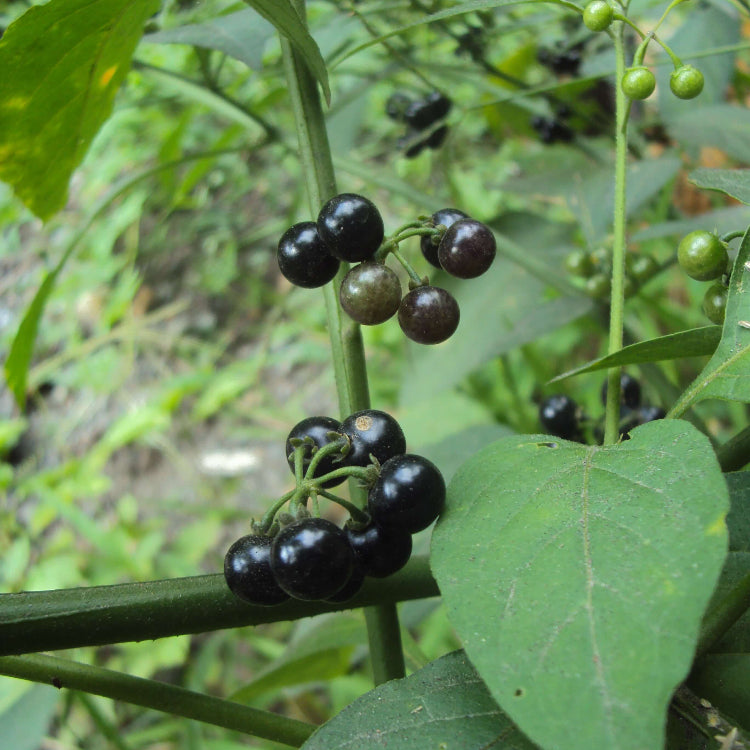 Sunberry Seeds, Solanum melanocerasum Herb Seeds