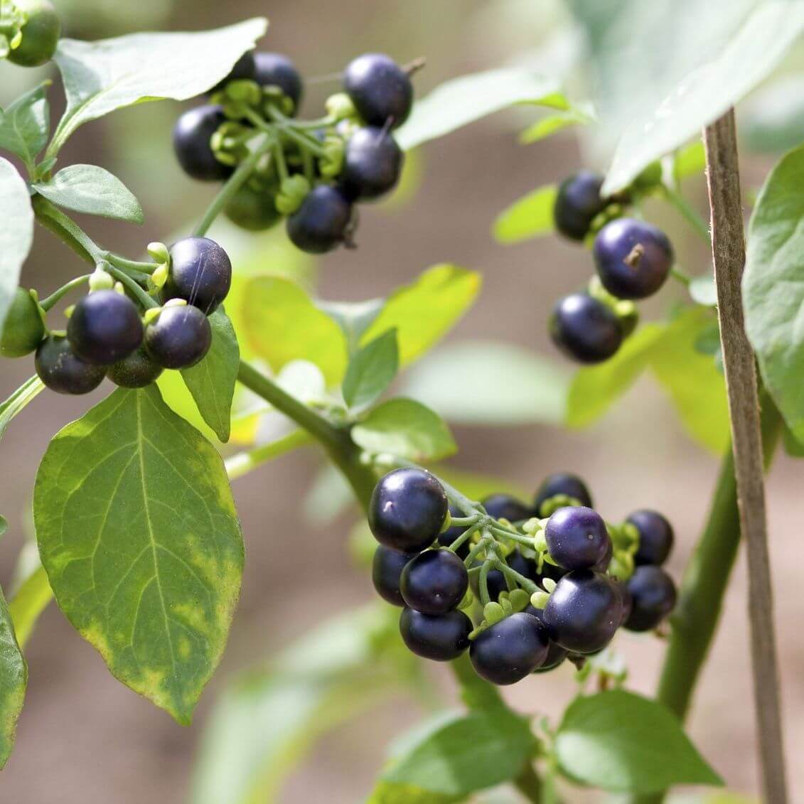 Sunberry Seeds, Solanum melanocerasum Herb Seeds