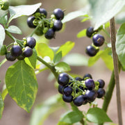 Sunberry Seeds, Solanum melanocerasum Herb Seeds
