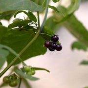Sunberry Seeds, Solanum melanocerasum Herb Seeds