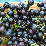 Sunberry Seeds, Solanum melanocerasum Herb Seeds
