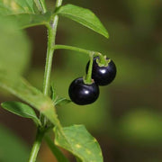 Sunberry Seeds, Solanum melanocerasum Herb Seeds