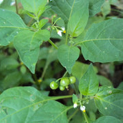Sunberry Seeds, Solanum melanocerasum Herb Seeds