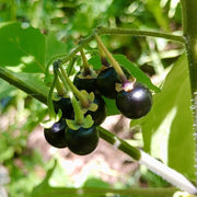 Sunberry Seeds, Solanum melanocerasum Herb Seeds