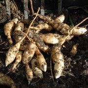 Sunchoke Seeds - Vegetable Plant foe Home Gardens