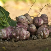 Sunchoke Seeds - Vegetable Plant foe Home Gardens