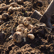 Sunchoke Seeds - Vegetable Plant foe Home Gardens