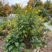 Sunchoke Seeds – Helianthus tuberosus