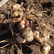 Helianthus Seeds, Helianthus tuberosus Vegetable Seeds