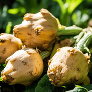 Sunchoke Tuber Seeds - Vegetable Plant