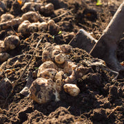Sunchoke Tuber Seeds - Vegetable Plant