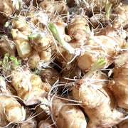Sunchoke Tuber Seeds - Vegetable Plant