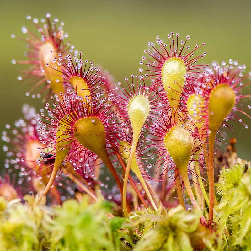 Drosera Carnivorous Sundew Seeds