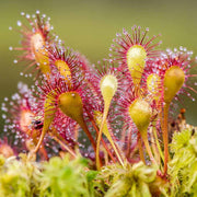 Drosera Carnivorous Sundew Seeds