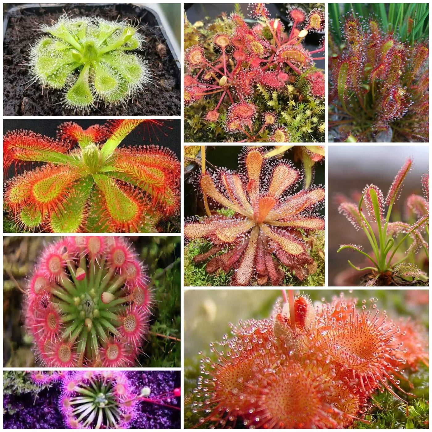 Sundew Seeds - All In One For Home Gardens