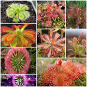 Sundew Seeds - All In One For Home Gardens