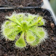 Sundew Seeds - All In One For Home Gardens