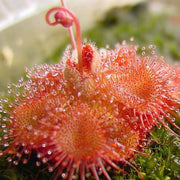 Sundew Seeds - All In One For Home Gardens