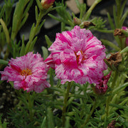 Moss Rose Seeds – Portulaca grandiflora