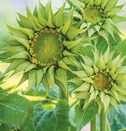 Green Sunflower Seeds