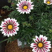 Africa Gazania Sunflower Seeds