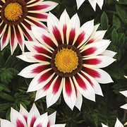 Africa Gazania Sunflower Seeds