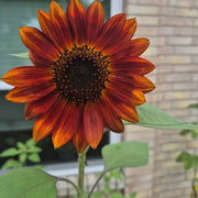 Brown Sunflower Seeds
