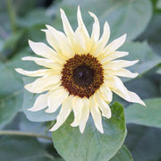 Buttercream Sunflower Seeds