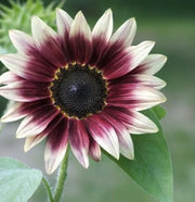 Cherry Rose Sunflower Seeds