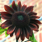 Chocolate Cherry Sunflower Seeds
