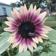 Cream Violet Sunflower Seeds