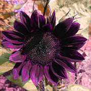Deep Purple Sunflower Seeds