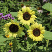 Lemon Sunflower Seeds