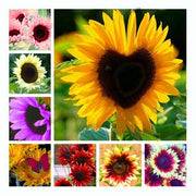 Mix Sunflower Seeds
