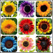 Mix Sunflower Seeds