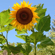 Mongolian Giant Sunflower Seeds