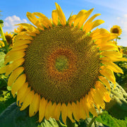 Mongolian Giant Sunflower Seeds