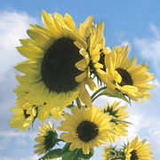Moonwalker Sunflower Seeds