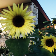 Moonwalker Sunflower Seeds
