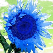 Ocean Blue Sunflower Seeds