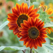 Orange Sunflower Seeds