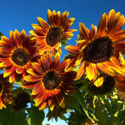 Orange Mini Sunflower Seeds