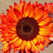 Orange Sunflower Seeds